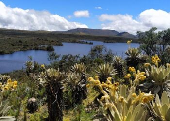 La importancia de los páramos para el medio ambiente y el calentamiento global