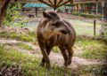 Familias llaneras podrán alimentar la Danta del Bioparque Los Ocarros