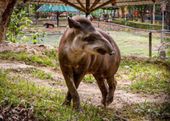 Familias llaneras podrán alimentar la Danta del Bioparque Los Ocarros