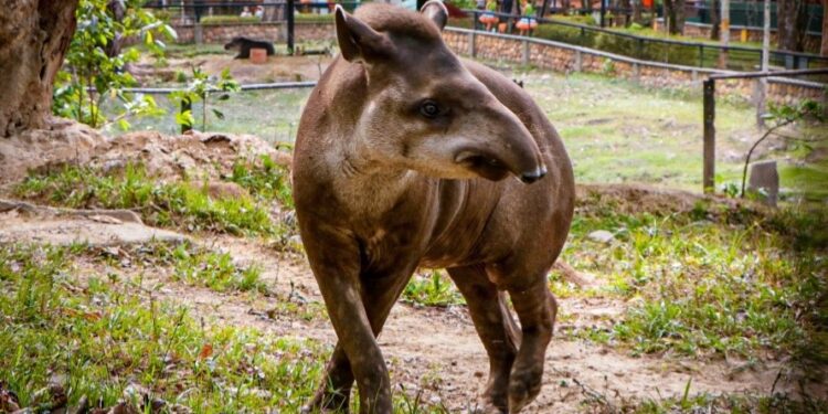 Familias llaneras podrán alimentar la Danta del Bioparque Los Ocarros