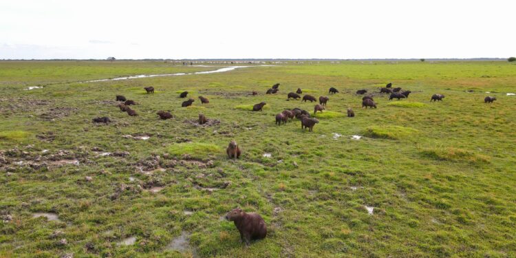 No más muerte de animales en las zonas más críticas por sequía en Casanare
