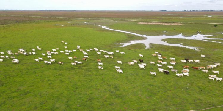 No más muerte de animales en las zonas más críticas por sequía en Casanare