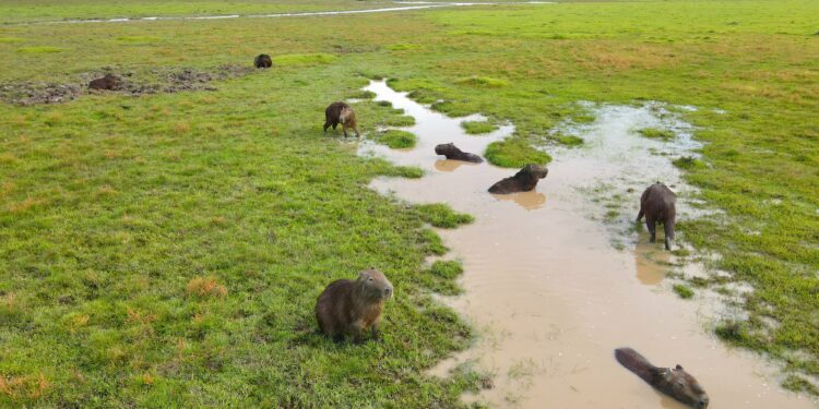 No más muerte de animales en las zonas más críticas por sequía en Casanare