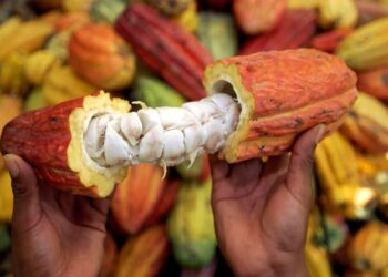 Tres muestras de cacao Araucano representarán a Colombia en los International Cocoa Awards 2025