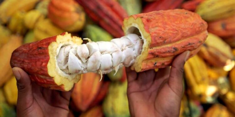 Tres muestras de cacao Araucano representarán a Colombia en los International Cocoa Awards 2025