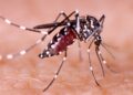 En el Meta: Autoridades hacen llamado a la ciudadanía para intensificar acciones preventivas contra el dengue