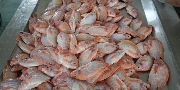 71 familias Campesinas de Asovergel impulsan el cultivo de tilapia roja en La Arenosa