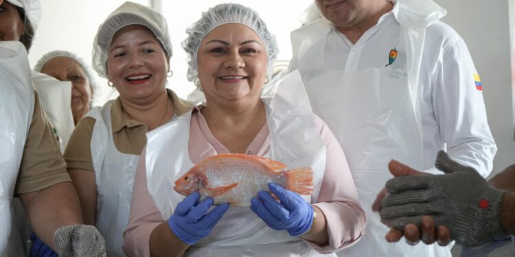 71 familias Campesinas de Asovergel impulsan el cultivo de tilapia roja en La Arenosa