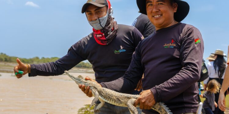 Liberados 40 caimanes llaneros en la reserva natural de la sociedad civil, Hato La Aurora, en Casanare
