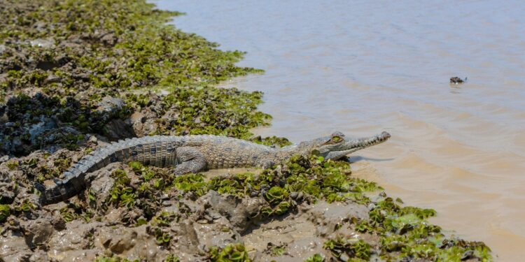 Liberados 40 caimanes llaneros en la reserva natural de la sociedad civil, Hato La Aurora, en Casanare