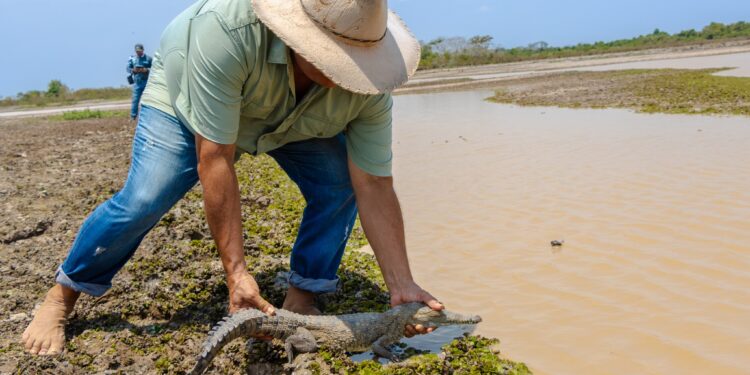 Liberados 40 caimanes llaneros en la reserva natural de la sociedad civil, Hato La Aurora, en Casanare