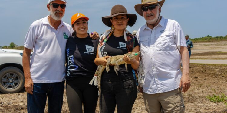 Liberados 40 caimanes llaneros en la reserva natural de la sociedad civil, Hato La Aurora, en Casanare