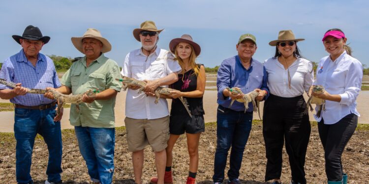 Liberados 40 caimanes llaneros en la reserva natural de la sociedad civil, Hato La Aurora, en Casanare