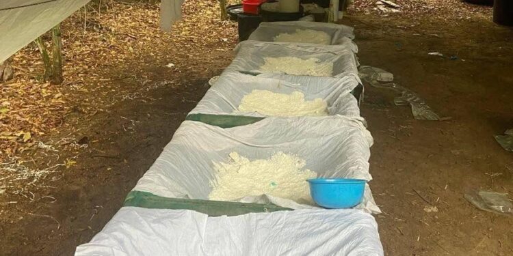 Duro golpe contra el narcotráfico en Casanare