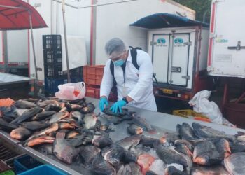 Recomendaciones para la compra de pescado en Semana Santa