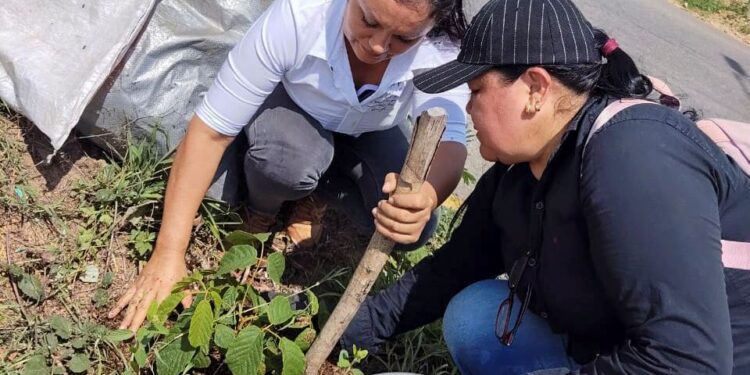 Yopal florece con el cuidado de sus plantas