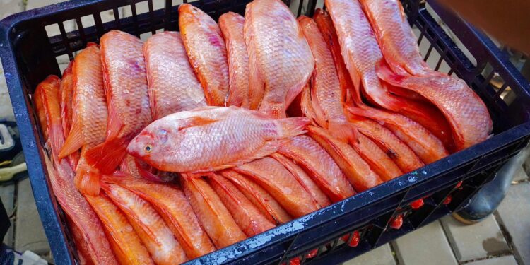 Apertura del encuentro productos y tradición Semana Santa en Yopal