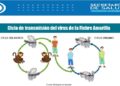 Resumen de medidas y posibles casos de Fiebre Amarilla en Villavicencio