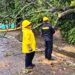 Bomberos de Yopal Responden a Emergencia por Caída de Árbol Debido a Fuertes Lluvias