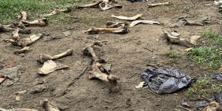 Desmantelado matadero clandestino de ganado en zona rural de Arauca