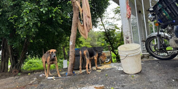 Desmantelado matadero clandestino de ganado en zona rural de Arauca
