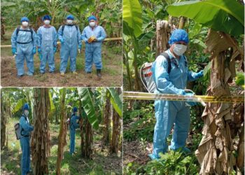 Jornada para salvar los cultivos de plátano en Arauca: ICA erradica brotes de enfermedad que afecta la producción