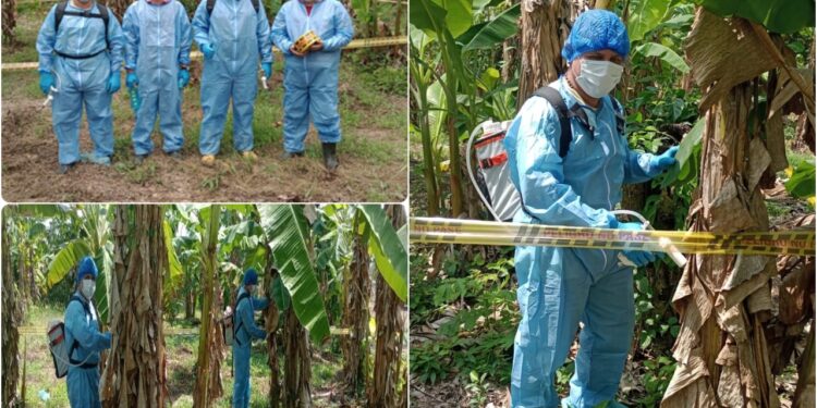 Jornada para salvar los cultivos de plátano en Arauca: ICA erradica brotes de enfermedad que afecta la producción