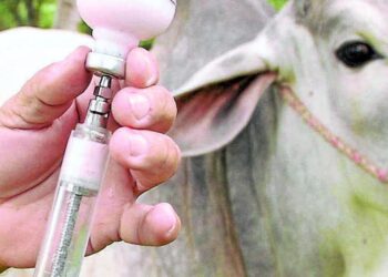En Colombia ya inició el ciclo de vacunación contra la fiebre aftosa, brucelosis bovina y rabia