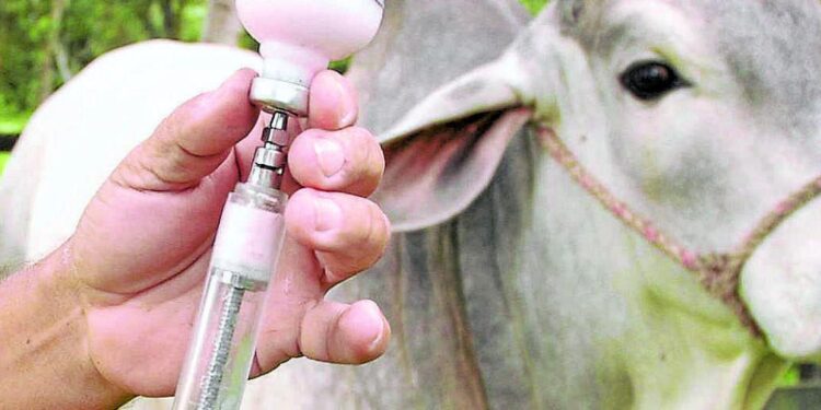 En Colombia ya inició el ciclo de vacunación contra la fiebre aftosa, brucelosis bovina y rabia