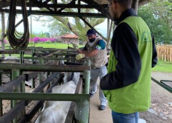 En Casanare, arrancó el primer ciclo de vacunación contra fiebre aftosa y brucelosis