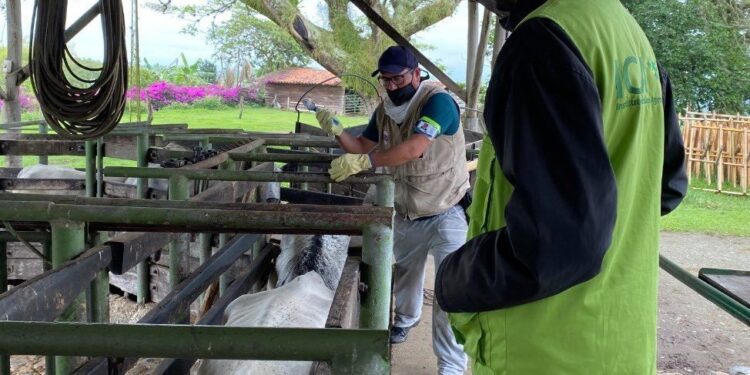 En Casanare, arrancó el primer ciclo de vacunación contra fiebre aftosa y brucelosis