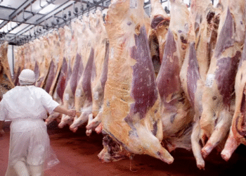 Gobernación del Meta impulsa la competitividad de la cadena cárnica porcina