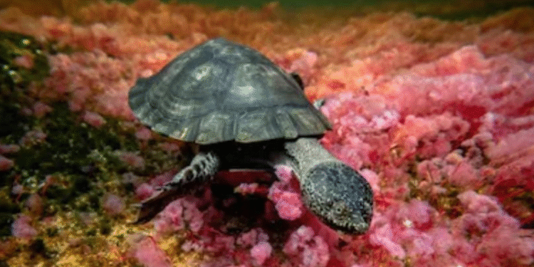 Caño Cristales, orgullo del Meta, conquista los titulares nacionales