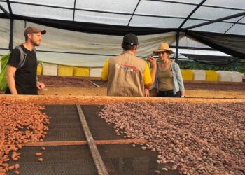 Cacaoteros de ‘Agroemprende Cacao’ en el Meta fortalecen lazos comerciales con chocolatería belga