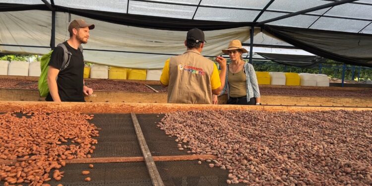 Cacaoteros de ‘Agroemprende Cacao’ en el Meta fortalecen lazos comerciales con chocolatería belga