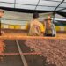 Cacaoteros de ‘Agroemprende Cacao’ en el Meta fortalecen lazos comerciales con chocolatería belga