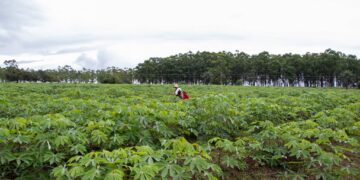 Yopal impulsa la productividad del campo con adecuación de tierras