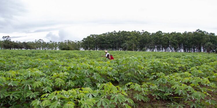 Yopal impulsa la productividad del campo con adecuación de tierras