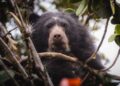Oso Andino fue visto en la zona rural de Villapizón Cundinamarca