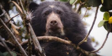 Oso Andino fue visto en la zona rural de Villapizón Cundinamarca