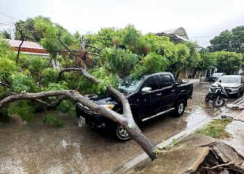 Árbol colapsa por lluvias en Arauca y afecta vehículo