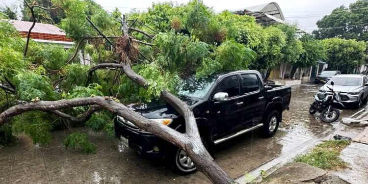 Árbol colapsa por lluvias en Arauca y afecta vehículo