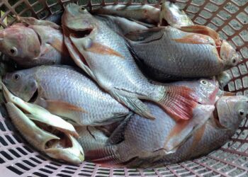 Gobernación del Meta impulsa consumo local en Semana Santa con oferta de pescado fresco a bajo costo y apoyo directo a productores