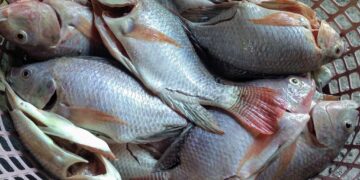 Gobernación del Meta impulsa consumo local en Semana Santa con oferta de pescado fresco a bajo costo y apoyo directo a productores