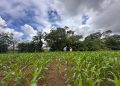 Más de 620 hectáreas protegidas y $6.400 millones invertidos marcaron gestión ambiental en 2025