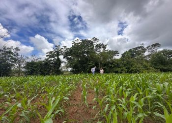 Más de 620 hectáreas protegidas y $6.400 millones invertidos marcaron gestión ambiental en 2025