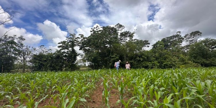 Más de 620 hectáreas protegidas y $6.400 millones invertidos marcaron gestión ambiental en 2025