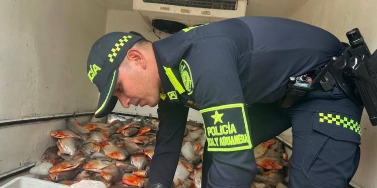 Más de media tonelada de pescado fue incautado en Arauca y desata controversia