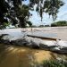 En máxima alerta Arauca capital por la creciente súbita que presenta el río Arauca