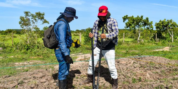 Siembran 300 árboles en zona rural de Yopal para fortalecer la cobertura vegetal